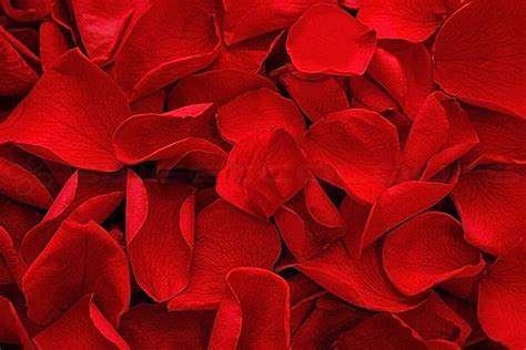 Preserved rose petals - Red