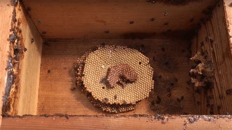 Stingless Bee Intermediate - Natural hive duplication 2 - Australian ...