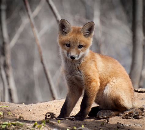 "A Cute Kit Fox Portrait 1" by Thomas Young | Redbubble