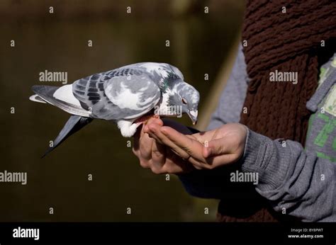 Feral Pigeon Close-up of women feeding a feral pigeon UK Stock Photo ...