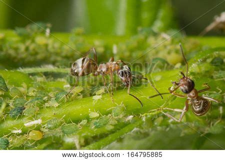 Symbiosis Ants Aphids Image & Photo (Free Trial) | Bigstock