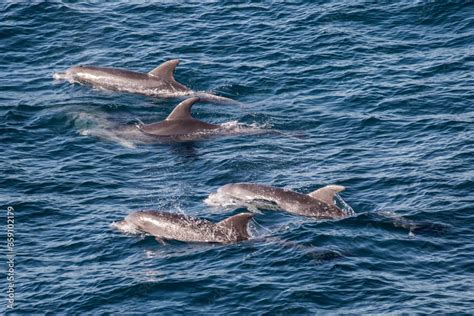 Common Dolphin pod of coast NSW Australia Stock Photo | Adobe Stock