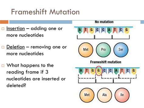 Frameshift Mutation Diagram