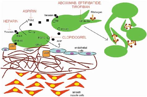 Figure1:Platelets plug formation. Theplateletplug is initiated by... | Download Scientific Diagram