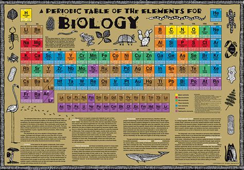 Biology Periodic Table Poster | Flinn Scientific