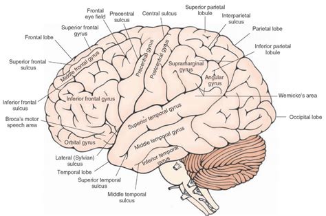 Frontal Lobe and Pathology