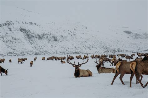 Sleigh Ride on the National Elk Refuge - Wanderlust Out West