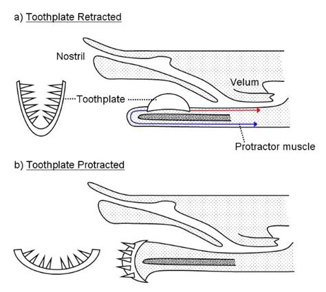 Hagfish