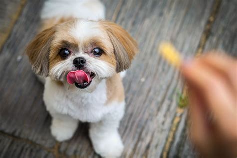 Imperial Shih Tzu: A Teacup Dog Breed That Doesn't Exist?