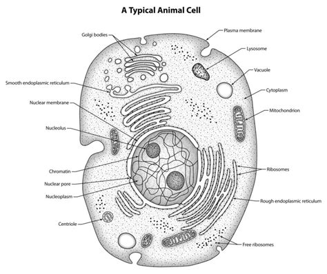 Animal Cell Labeled Under Microscope Animal Cell Diag - vrogue.co