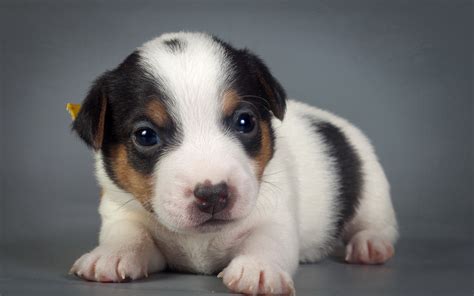 animals, Puppies, Baby Animals, Dog Wallpapers HD / Desktop and Mobile ...