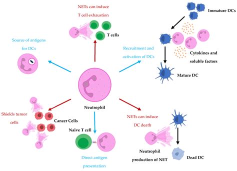 Neutrophil Extracellular Traps Neutrophil Extracellular Traps Nets | Hot Sex Picture