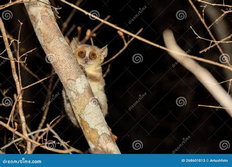 Madame Berthe`s Mouse Lemur, Microcebus Berthae, Madagascar Wildlife Animal Stock Image - Image ...