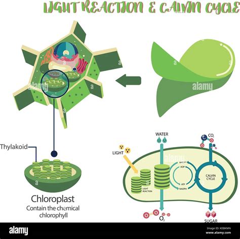 Plant Photosynthesis Steps