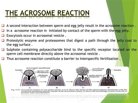 acrosome reaction