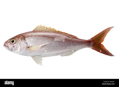 Opakapaka hawaii fish High Resolution Stock Photography and Images - Alamy