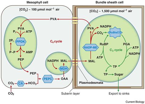 C4 photosynthesis: Current Biology