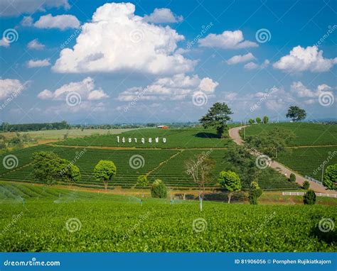 Tea Plantation at Choui Fong Tea Plantation, Chiang Rai, Thailand ...