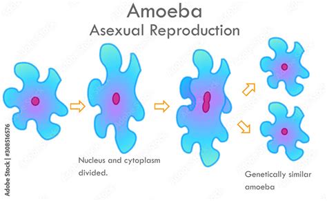 Mitosis Diagram Amoeba Sisters