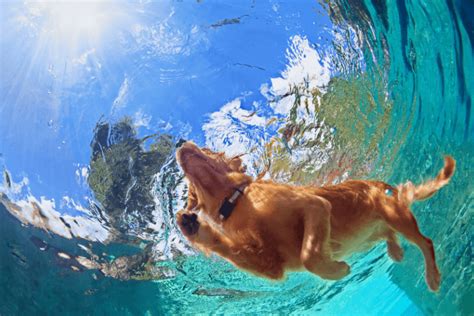 How to choose a Canine Hydrotherapist - A Doggy Day Out