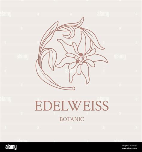 Flower design of the logo with a hand-drawn flower of Edelweiss Stock Vector Image & Art - Alamy