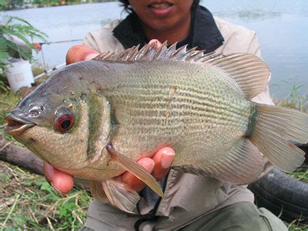 And I Think to Myself...What A Wonderful World.: Creature Feature: Kissing Gourami.