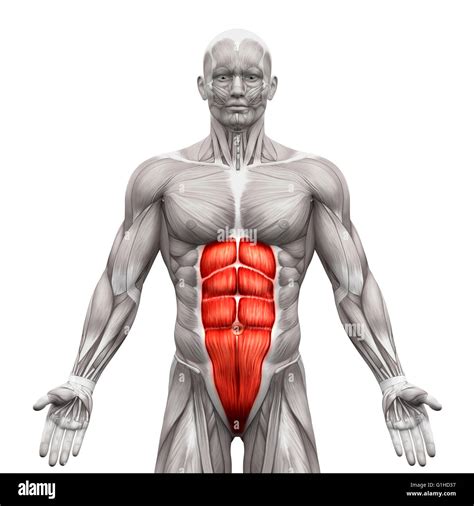 Musculo Recto Anterior Del Abdomen