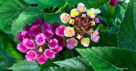 Is Lantana A Perennial Or An Annual?