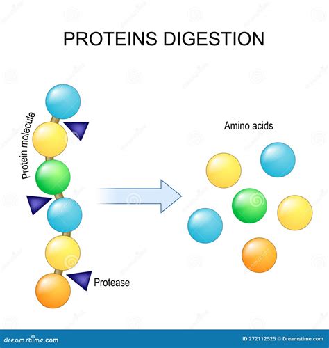 Protein Digestion. Enzymes Proteases Are Digestion Breaks The Protein ...