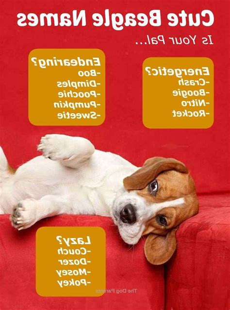 Beagle Puppy Names Girl