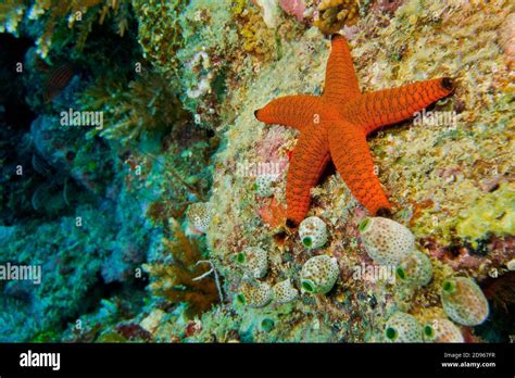 Starfish, Coral Reef, South Malé Atoll, Maldives, Indian Ocean, Asia ...