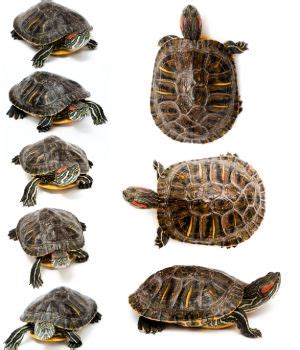 How Fast Do Turtles Grow (A Guide With Charts) - All Turtles