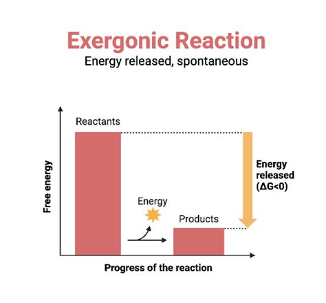 Exergonic Reaction Graph | BioRender Science Templates