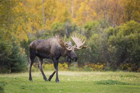 Wildlife in Anchorage Day Trip | Visit Anchorage