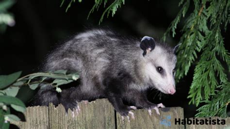 5 Humane Strategies Mobile Home Owners Need to Deter Possums - Habitatista