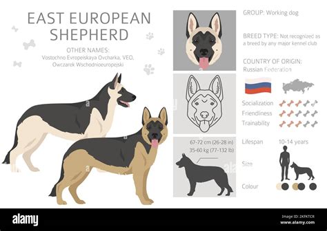 East european shepherd clipart. Different coat colors set. Vector ...