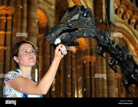 Diplodocus skeleton cleaned hi-res stock photography and images - Alamy