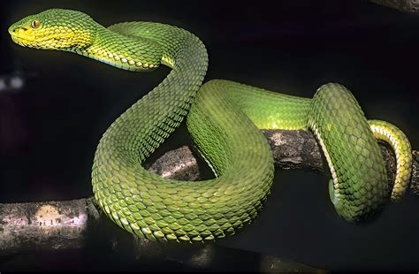 New species of pit viper discovered in Myanmar - Earth.com