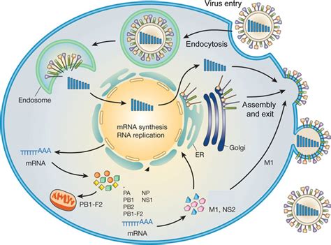 Viral Replication Cycle