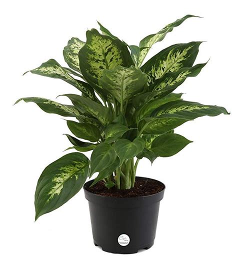 Costa Farms, Premium Live Indoor Exotica Dumb Cane, Dieffenbachia ...