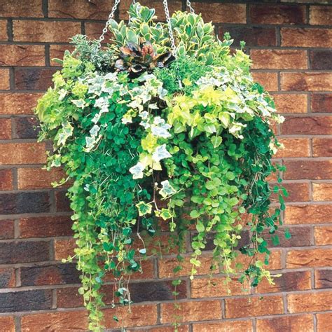 Evergreen Foliage Plants- hanging basket collection | Plants for ...