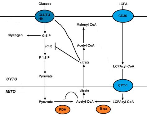 Lipid and Carbohydrate Metabolism: The Management of Chronic Disease: The Randle Cycle: Wrong or ...