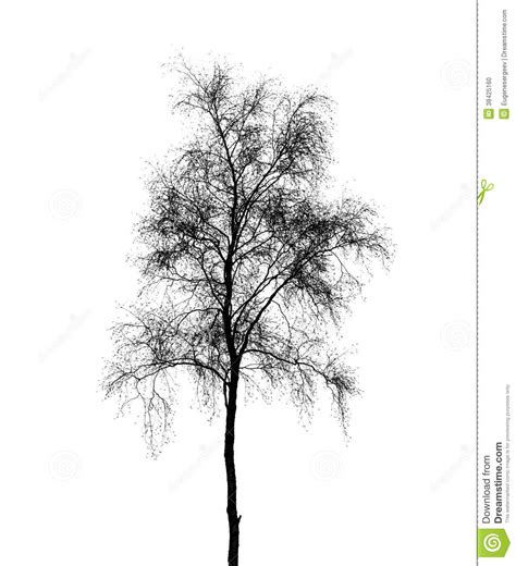 Birch Tree Silhouette Vector at Vectorified.com | Collection of Birch ...