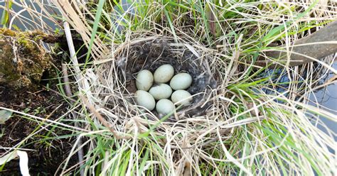 3 Things You Can Do to Help Nesting Ducks | MeatEater Hunting