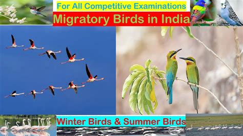 Migratory Birds in India | List of Migratory Birds in India | Summer Birds | Winter Birds - YouTube