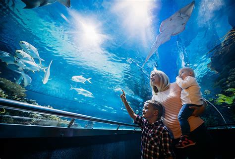 Book Dubai Aquarium & Underwater Zoo Tickets - Best offer