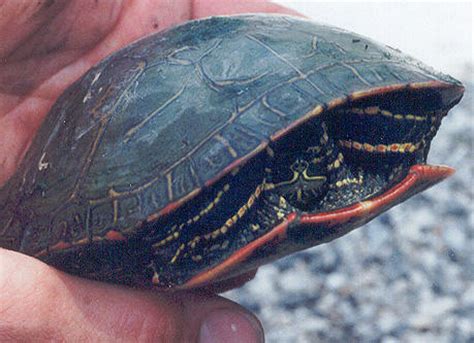 Western Painted Turtle (Chrysemys picta bellii) - Species Profile