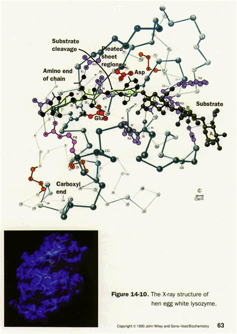 Lysozyme: X-Ray Structure