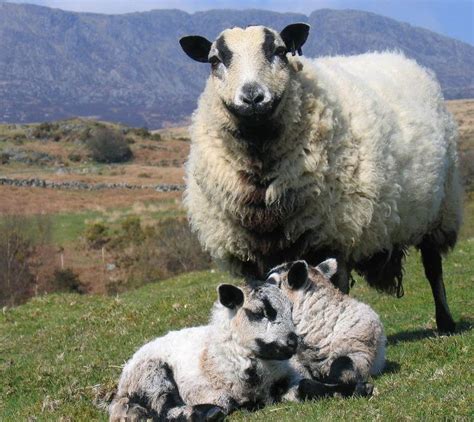 Badger Face Welsh Mountain (sheep) - Alchetron, the free social encyclopedia