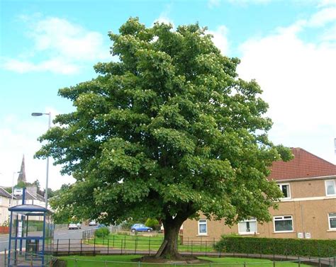 UK tree identification: five common urban trees | Natural History Museum